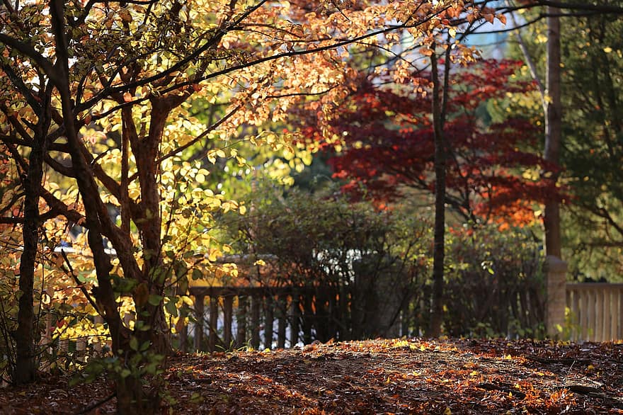 arvores, natureza, outono, temporada, Coréia, viagem, parque