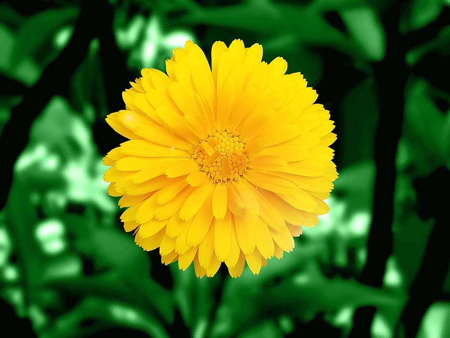 गेंदे का फूल, फूल, पीला फुल, पंखुड़ियों, पीली पंखुड़ियाँ, खिलना, वनस्पति, पौधा, प्रकृति