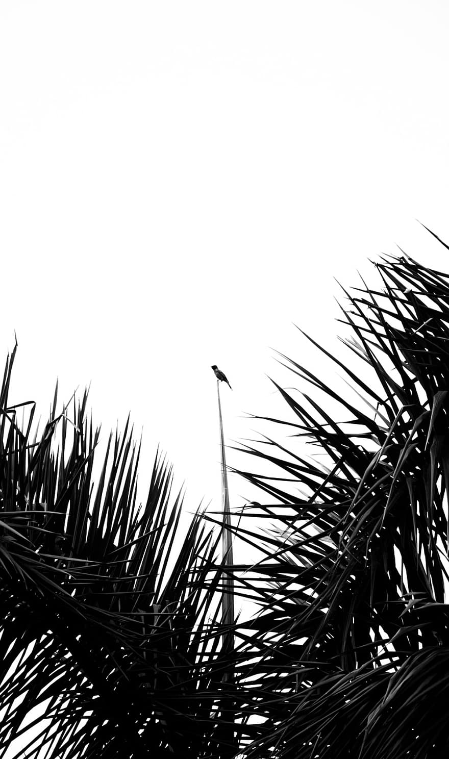 Ashutosh Kaushik, pasăre, delhi, noida, India, copac, palmier, vară, siluetă, ramură, plantă