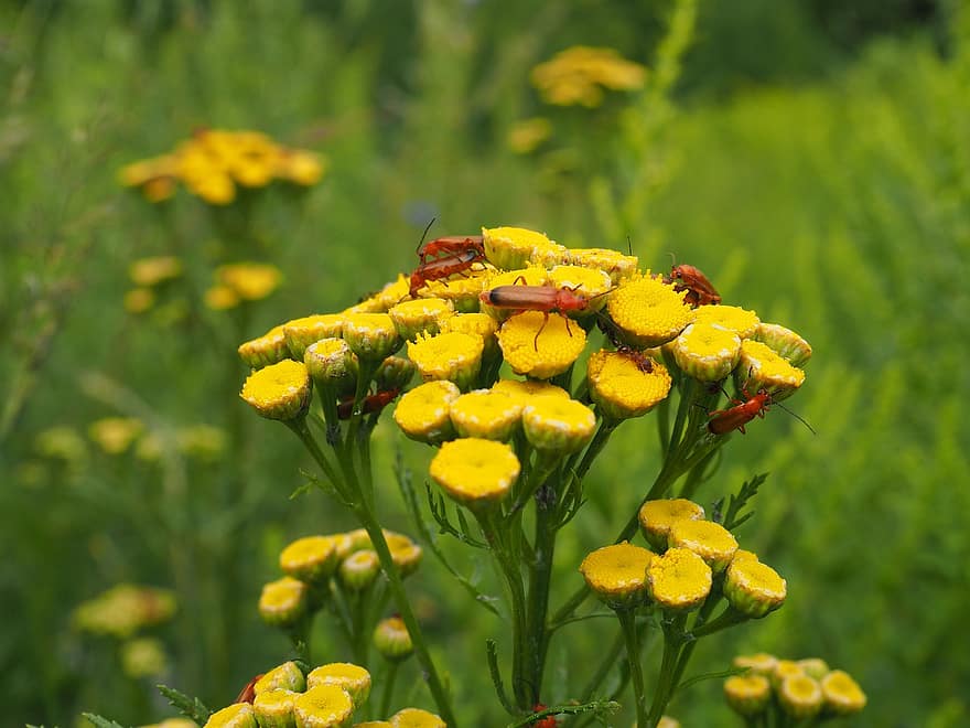 fiori gialli, bug, giardino, natura, prato, insetti, giallo, estate, colore verde, fiore, pianta