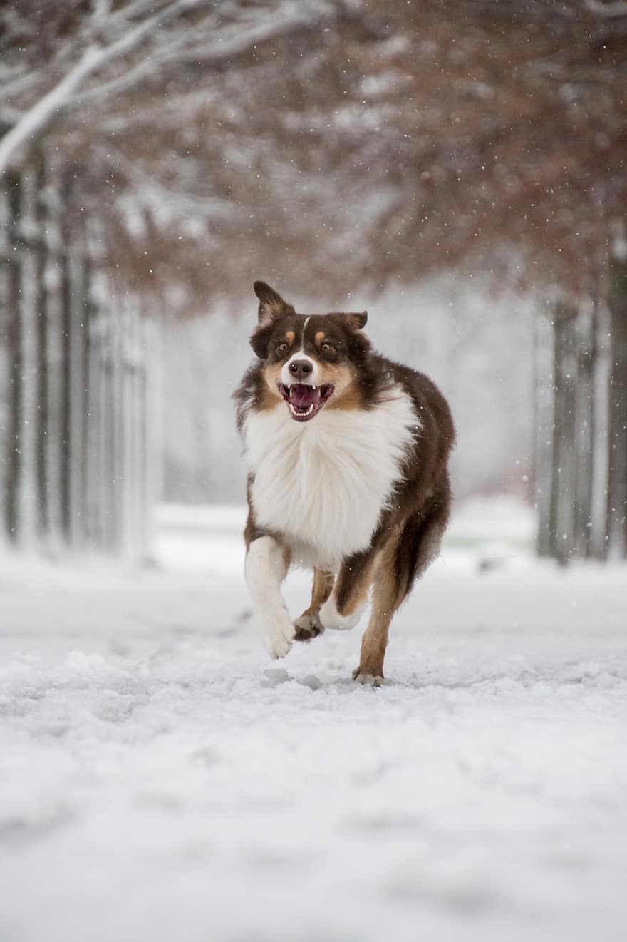 Australian Shepherd, Dog, Snow, Snowing, Pet, Animal, Domestic Dog, Canine, Mammal, Cute, Running