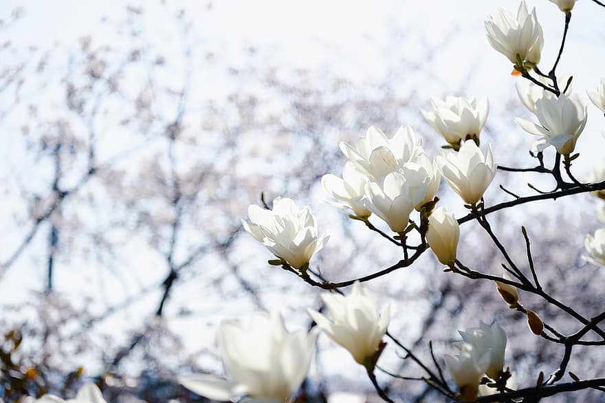 květiny, magnólie, květ, jaro, sezónní, okvětní lístky, Příroda, Japonsko, krajina, rostlina, květu hlavy