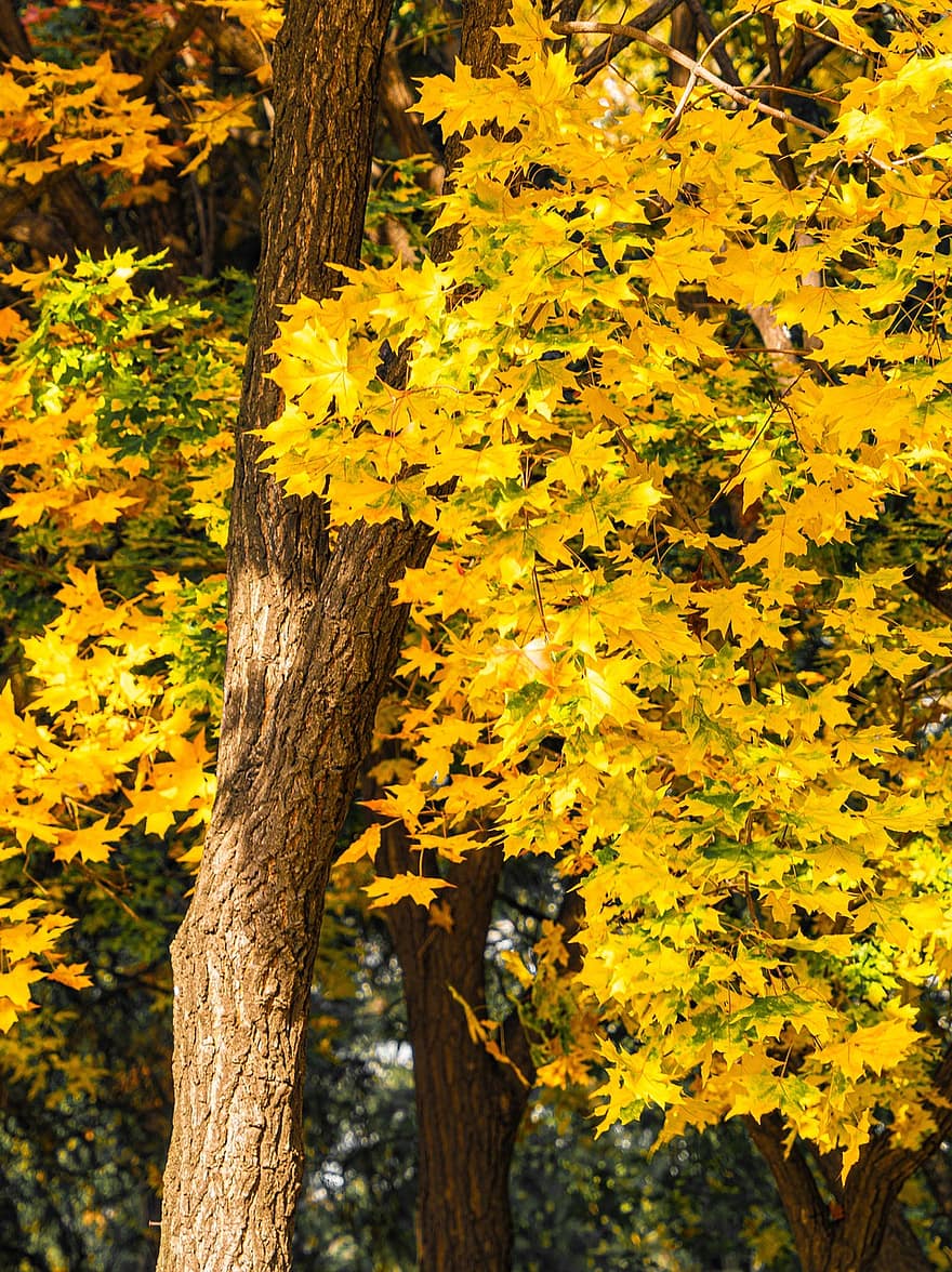 가을, defoliation, 나무, 잎