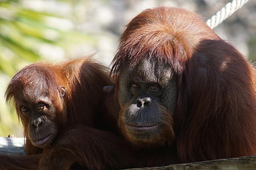 orangutan, scimmia, primati, giovane, ritratto