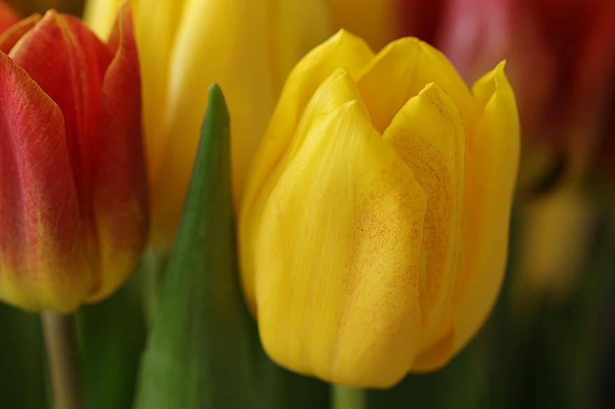 tulipaner, blomster, petals, planter, pære blomster, vårblomster, vår, natur