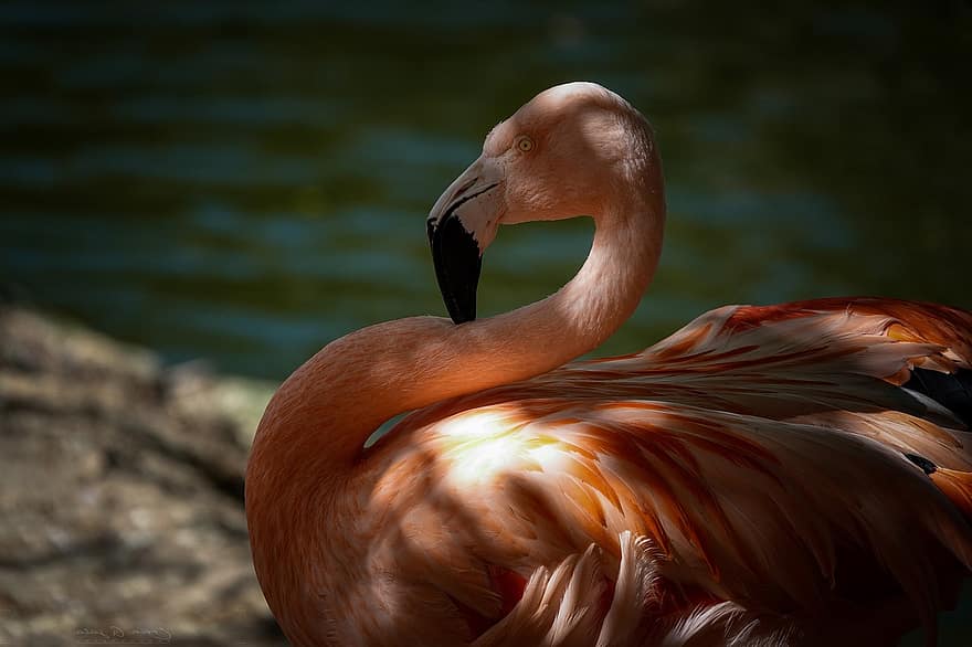 putns, flamingo, knābis, spalvas, rozā, tropu, spalvu, dzīvniekiem savvaļā, tuvplāns, ūdens, dīķis