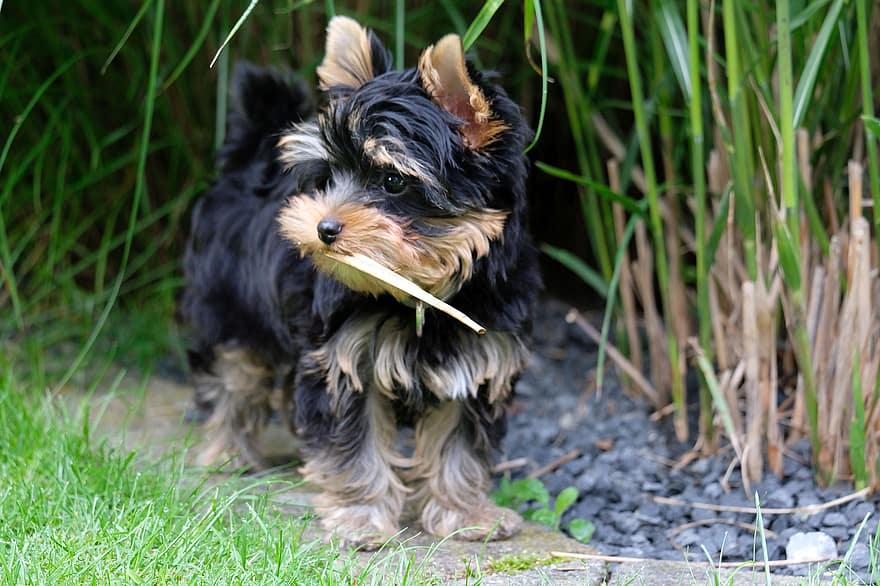 Yorkshire Terrier, Puppy, Pet, Canine, Dog, Animal, Fur, Snout, Mammal, Dog Portrait, Animal World