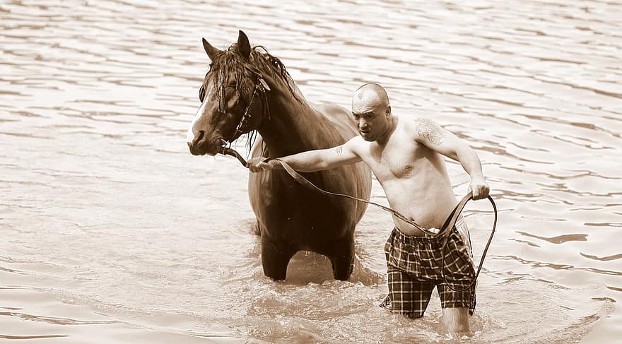 лошадь, человек, воды, ванная