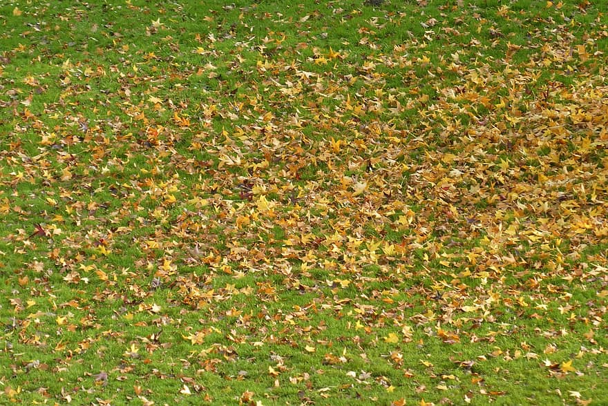 folhas de outono, textura, folhas que caem, outono, colorida