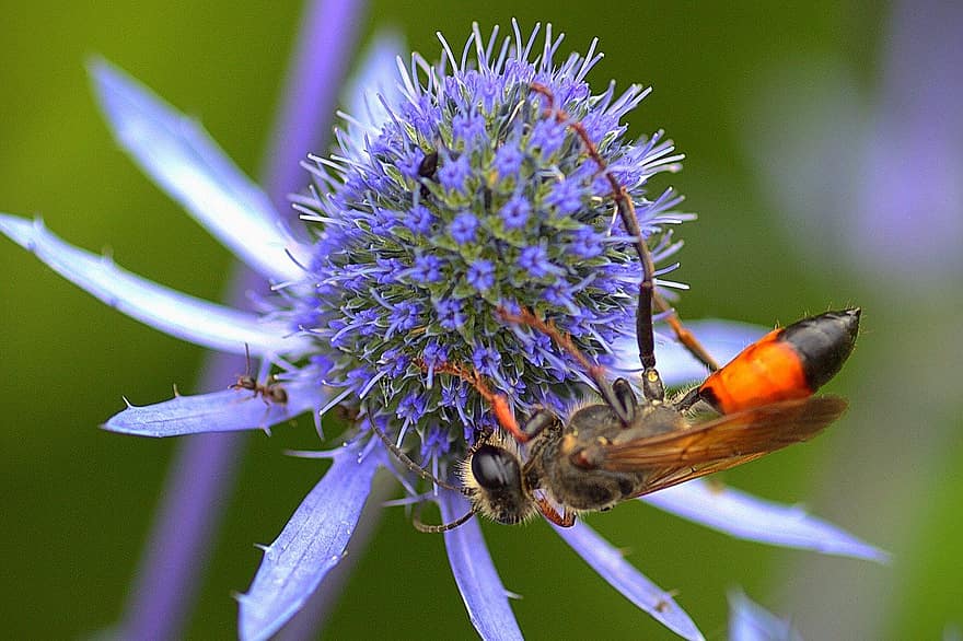 昆虫、ハチ、砂のスズメバチ、閉じる、マクロ、蜂、花、受粉、夏、工場、緑色