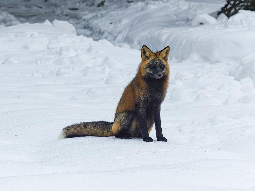 Animal, Fox, Wildlife, Mammal, Hunter, Predator, Species, animals in the wild, snow, winter, fur