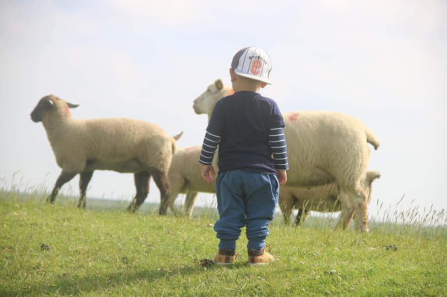 деца, овца, Friedrichskoog, Северно море, язовирна стена, крайбрежие, ватово море, стадо, море, почивки