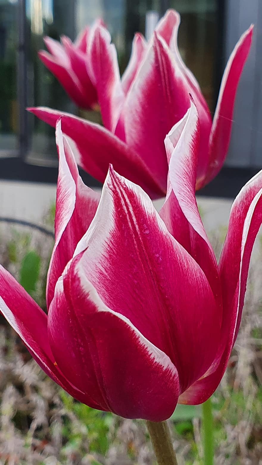 tulipany, różowy, biały, kwiaty