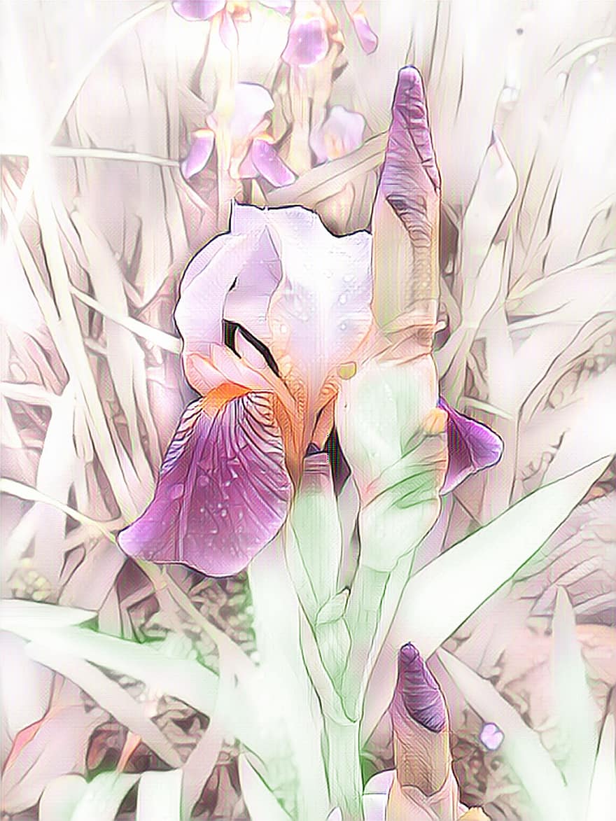 iris, pintura digital, flor, pastel, rosado, naturaleza, planta