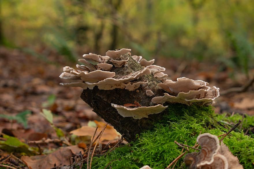 Mushrooms, Fungi, Turkey Tail, Polypore Mushrooms, Toadstools, Moss, Wood, Forest, Nature