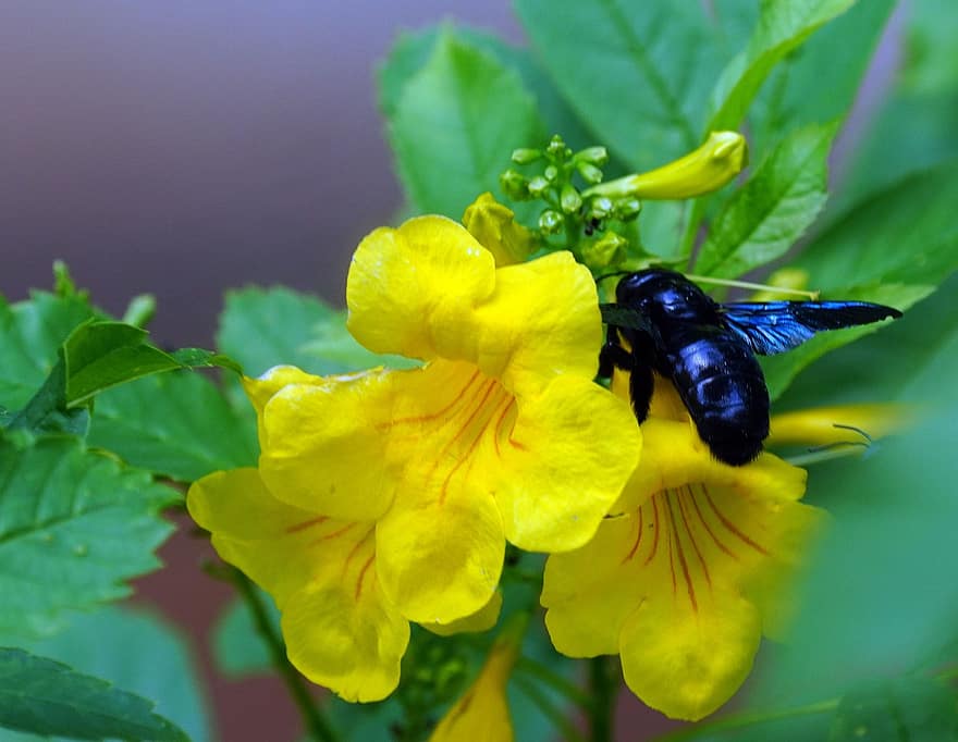 bal arısı, böcek, tozlaşmak, tozlaşma, çiçek, Kanatlı böcek, kanatlar, doğa, zarkanatlılar, entomoloji, makro