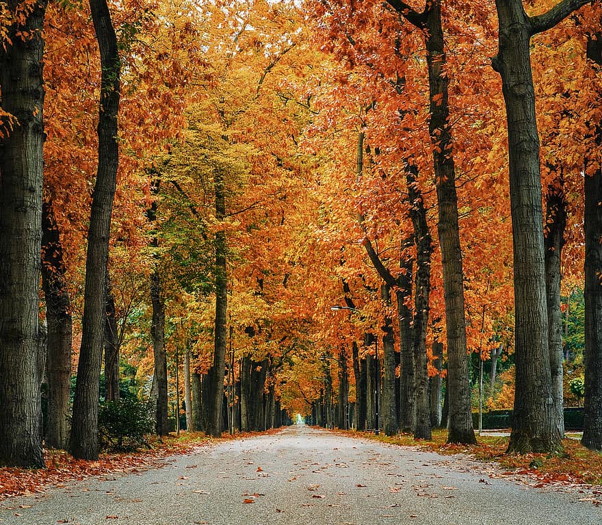 cadde, ağaçlar, sonbahar, düşmek, yol, orman, peyzaj, park
