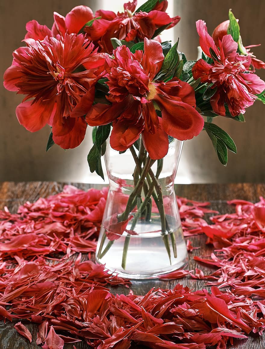 ポインセチア、フラワーズ、赤い花、赤い花びら、花びら、花器、花瓶、フローラ、デコレーション、目玉
