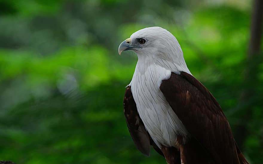 Hawk, Bird, Animal, Feathers, Plumage, Beak, Bill, Bird Watching, Ornithology, Animal World, Nature