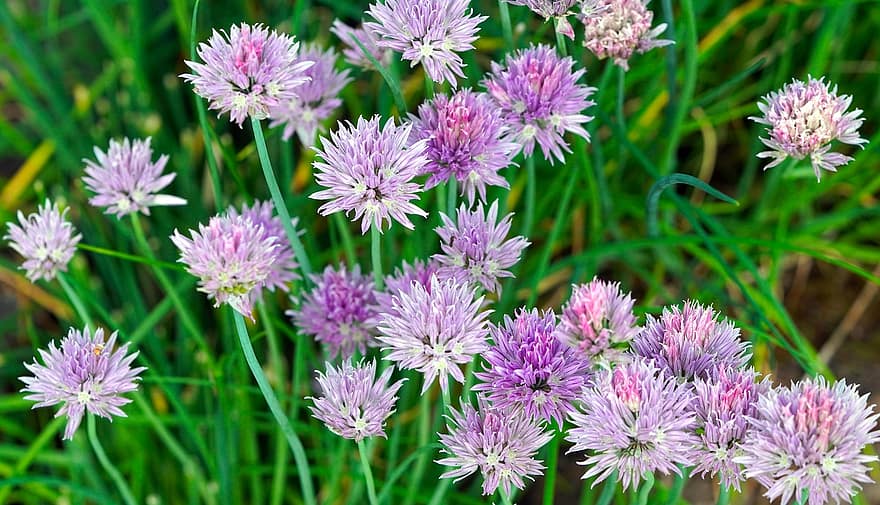 Chives, Chives Blossoms, Herbs, Culinary Herbs, Blossom, Bloom, Herb Garden, Purple Flowers, purple, close-up, plant