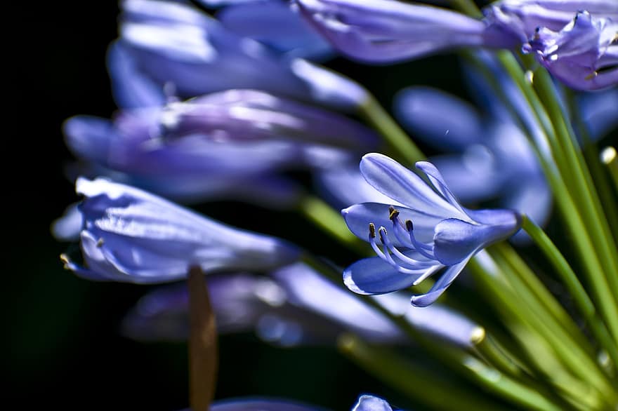 afrikanische Lilie, Blumen, Pflanze, blaue blumen, Blütenblätter, blühen, Natur