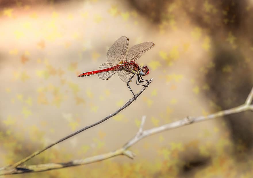 Dragonfly, Insect, Twig, Red-veined Dropwing, Trithemis Arteriosa, Animal, Nature