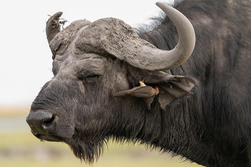 Büffel, Vogel, Safari, Tiere, Symbiose, Säugetier, wildes Tier, Tierwelt, Wildnis, Natur, Botswana
