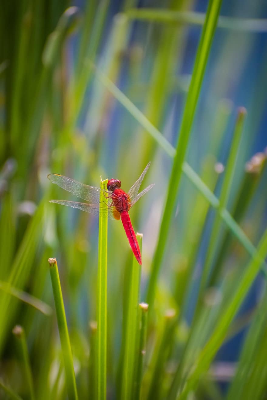 Scarlet Skimmer, Dragonfly, Grass, Ruddy Marsh Skimmer, Insect, Leaves, Plant, Nature