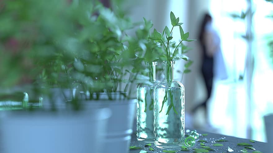 植物、葉、花瓶、被写界深度、工場、閉じる、ガラス、緑色、鮮度、屋内で、テーブル