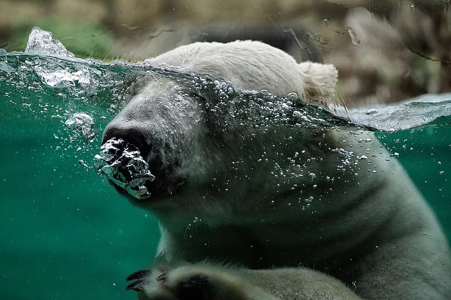 orso polare, zoo, cattività, animali allo stato selvatico, carina, bagnato, acqua, inverno, pelliccia, avvicinamento, artico