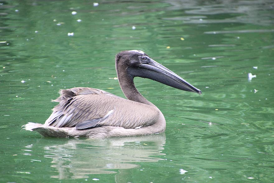 pelicano, pássaro, lago, pássaro aquático, ave aquática, animal, animais selvagens, fauna, natureza, lagoa