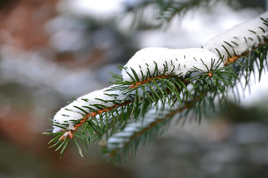 sneeuw, naalden, net, vuren boom, takken, vuren takken, naaldboom, koude, winters, rijp, besneeuwd