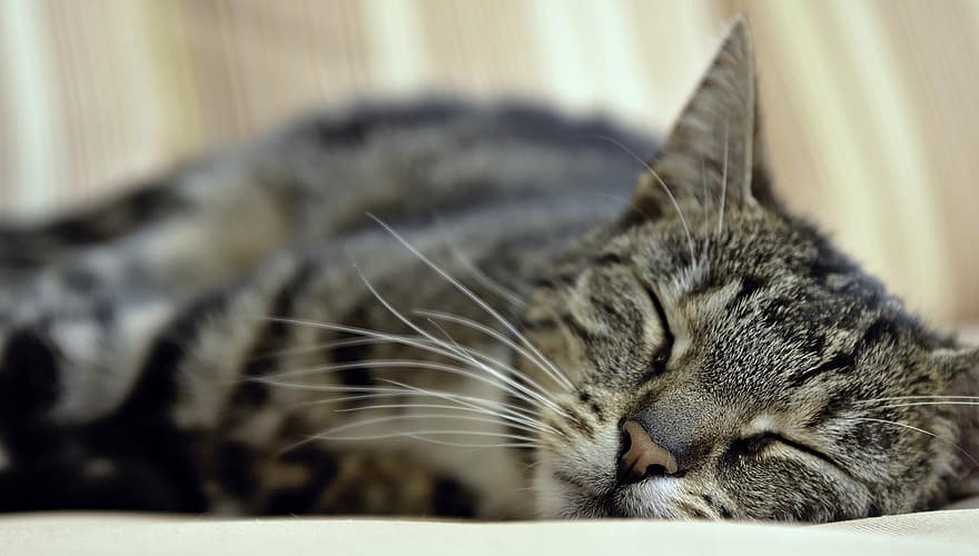 gat, gat domèstic, mascota, animal, verat, món animal, cara de gat, cansat, fatiga, dormir, bonic