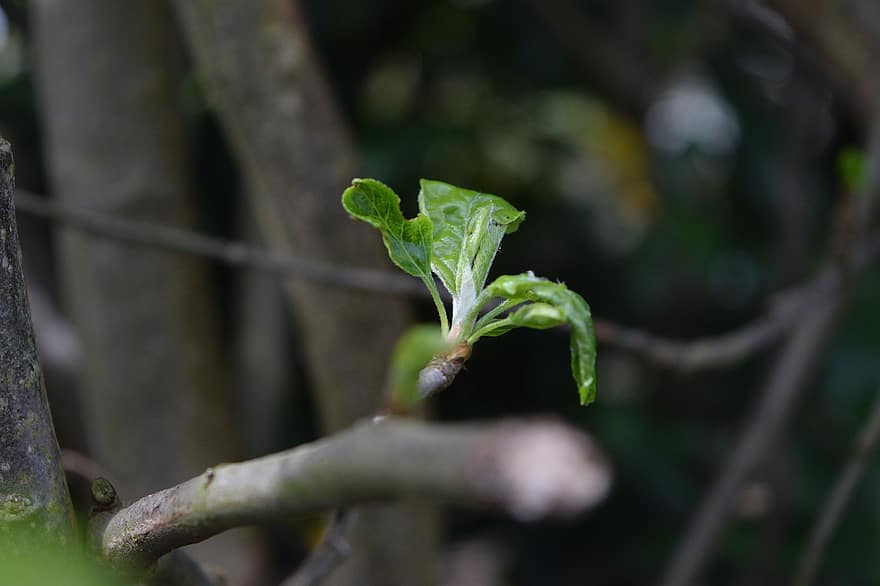 Tree, Sprout, Nature, Garden, leaf, plant, close-up, green color, growth, branch, freshness
