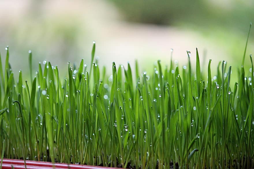 Wheat, Seedlings, Dew, Dewdrops, Wet, Wheat Grass, Grass, Plants, Green, Agriculture
