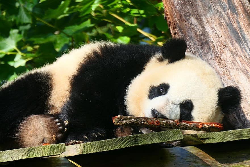 panda, Panda ayısı, hayvanat bahçesi