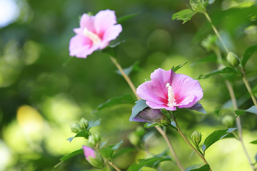 rose af sharon, Almindelig Hibiscus, lyserøde blomster, have, plante, blomst, sommer, tæt på, kronblad, blad, blomsterhoved