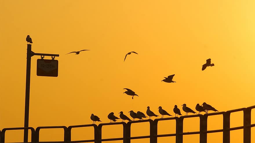 des oiseaux, côte, crépuscule, en plein air, République de Corée, gangneung, le sichuan, mouette, paysage, silhouette, le coucher du soleil