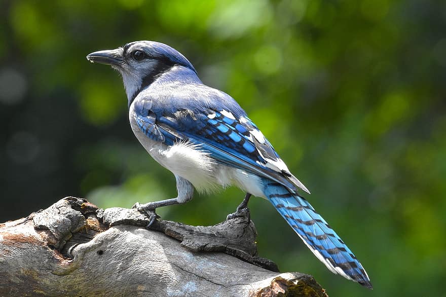 blue jay, burung, bertengger, hewan, bulu burung, bulu, tagihan, margasatwa, paruh, mengamati burung, ilmu burung