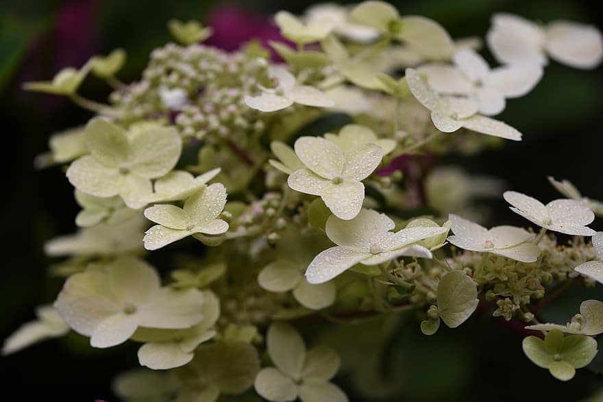 hortensja, biały, kwiat, ogród
