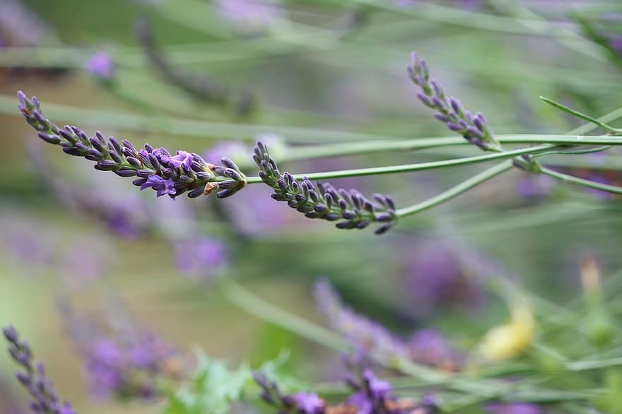 laventeli, kukka, Provence, luonto, kesä, violetti, Ranska, aromaattinen, kasvi