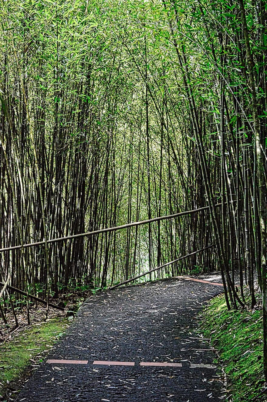 bamboe, weg, kreupelhout, natuur, martinique