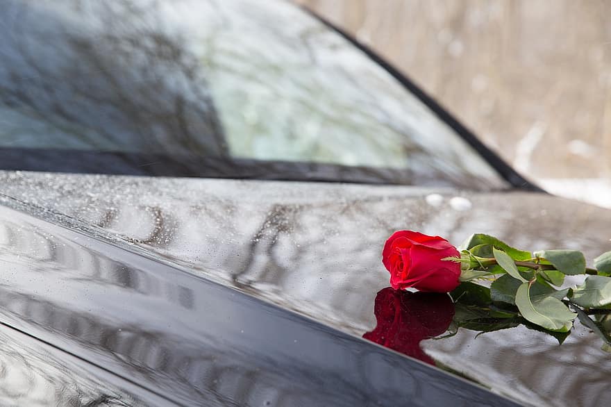 mașină, floare, Trandafir, ceremonie, a închide, transport, prospeţime, romantism, frunze, apă, vehiculul terestru