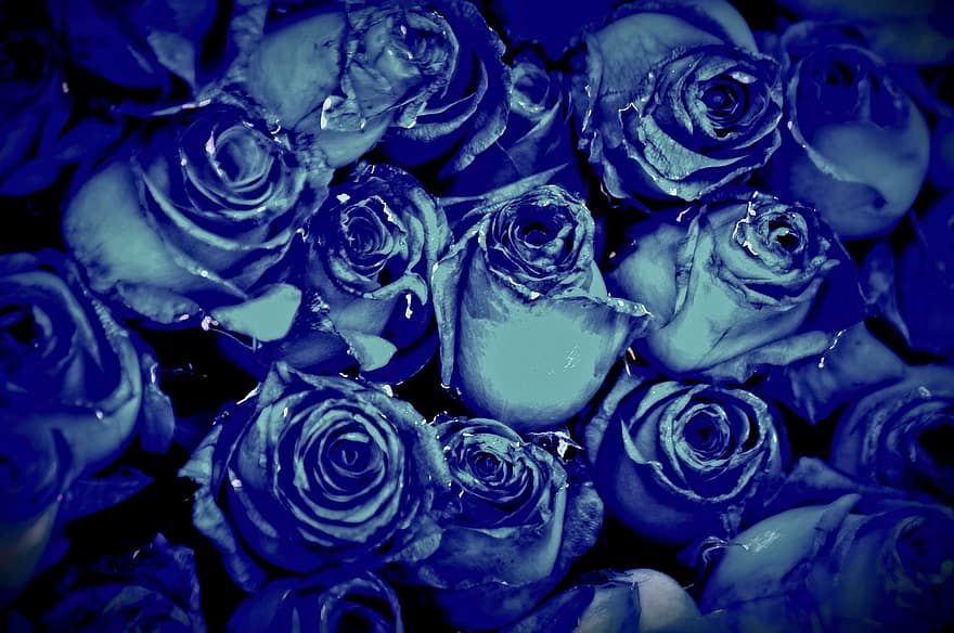 trandafiri, flori, albastru, inflori
