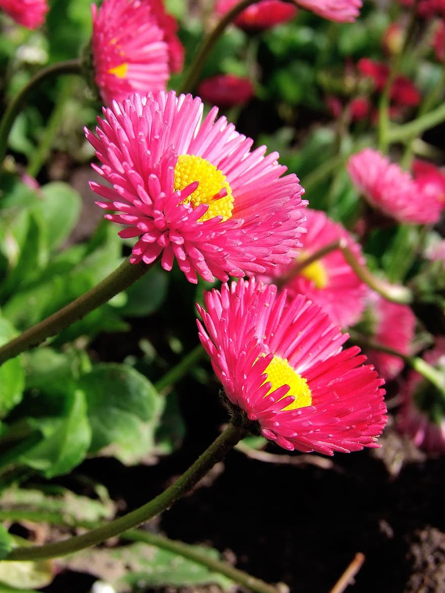 Gänseblümchen, Pink Rot, Bellis Perennis, klein, nett, sehr geehrter, Blume, Pflanze, Blütenblätter, wilde Gänseblümchen, Botanik