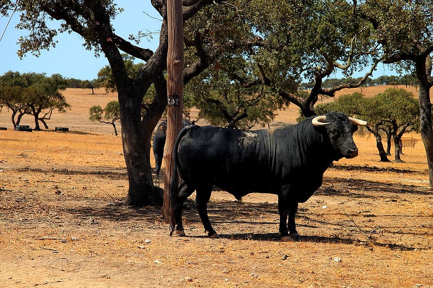 боевой бык, бык, животное, поле, млекопитающее, живая природа, рога, сельская местность