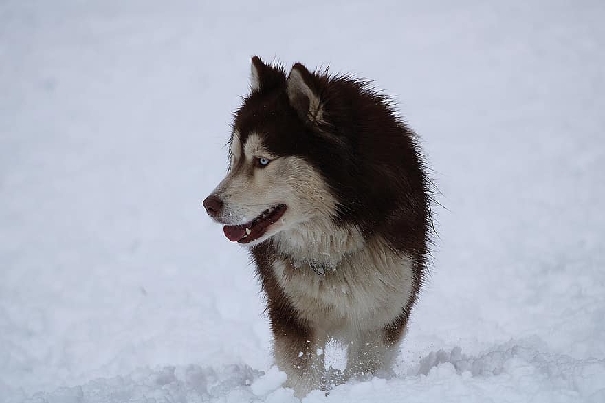 husky, hund, snø, kjæledyr, dyr, husdyr, slede hund, avle, canine, pattedyr, utendørs