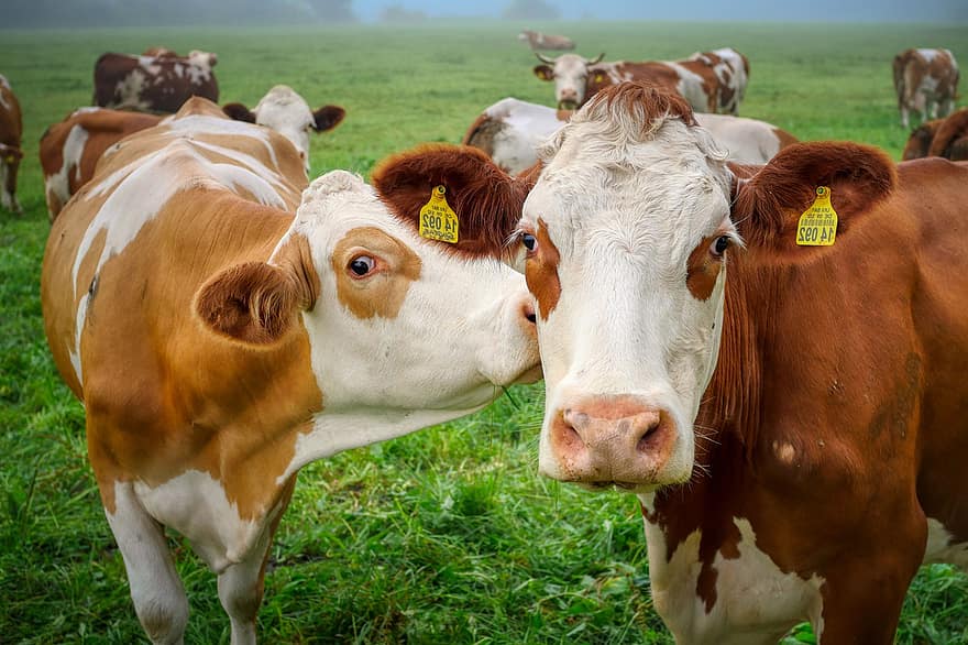 køer, kvæg, dyr, pattedyr, husdyr, flok, græs, landdistrikterne