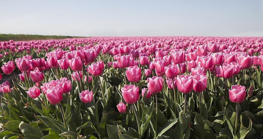 tulipaner, Mark, eng, kronblade, blade, løv, pærefelter, plante, natur, forår blomster, påske
