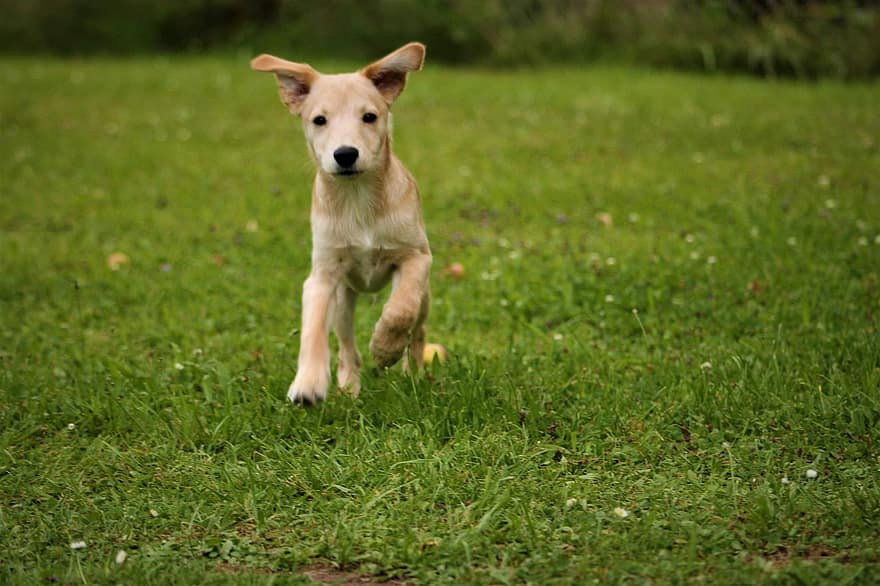 hond, puppy, rennen, spelen, huisdier, dier, jonge hond, huishond, hoektand, zoogdier, schattig